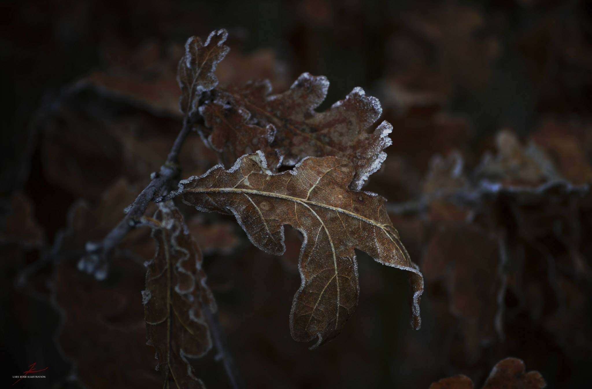 frost, Leaves Wallpaper