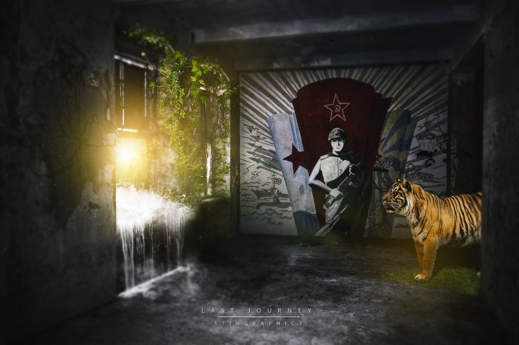 tiger, House, Moss, Sun HD Wallpaper Desktop Background