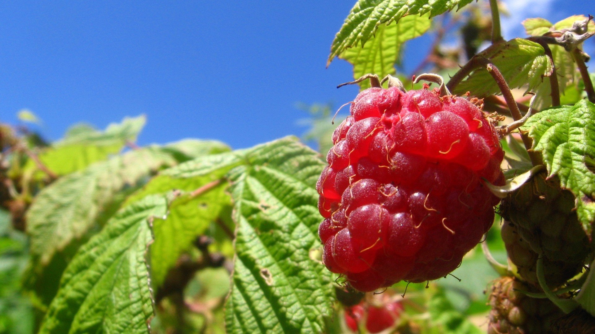 food, Raspberries, Fruit, Macro Wallpaper