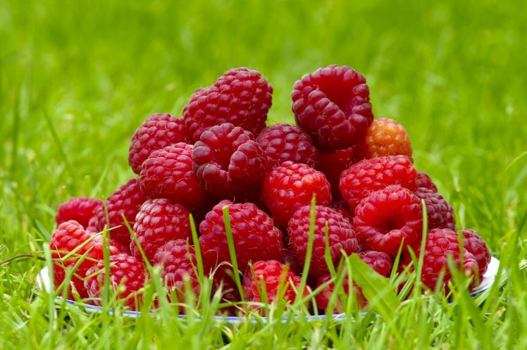 food, Raspberries, Fruit, Macro HD Wallpaper Desktop Background