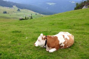 Austria, Mountains, Cow