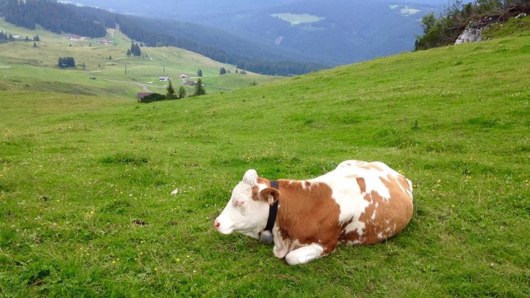 Austria, Mountains, Cow HD Wallpaper Desktop Background