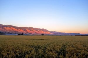 mountains, Oregon, Wheat, Field, Dusk