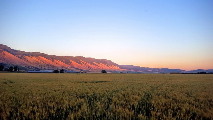 mountains, Oregon, Wheat, Field, Dusk HD Wallpaper Desktop Background