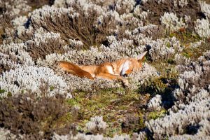 fox, Photography