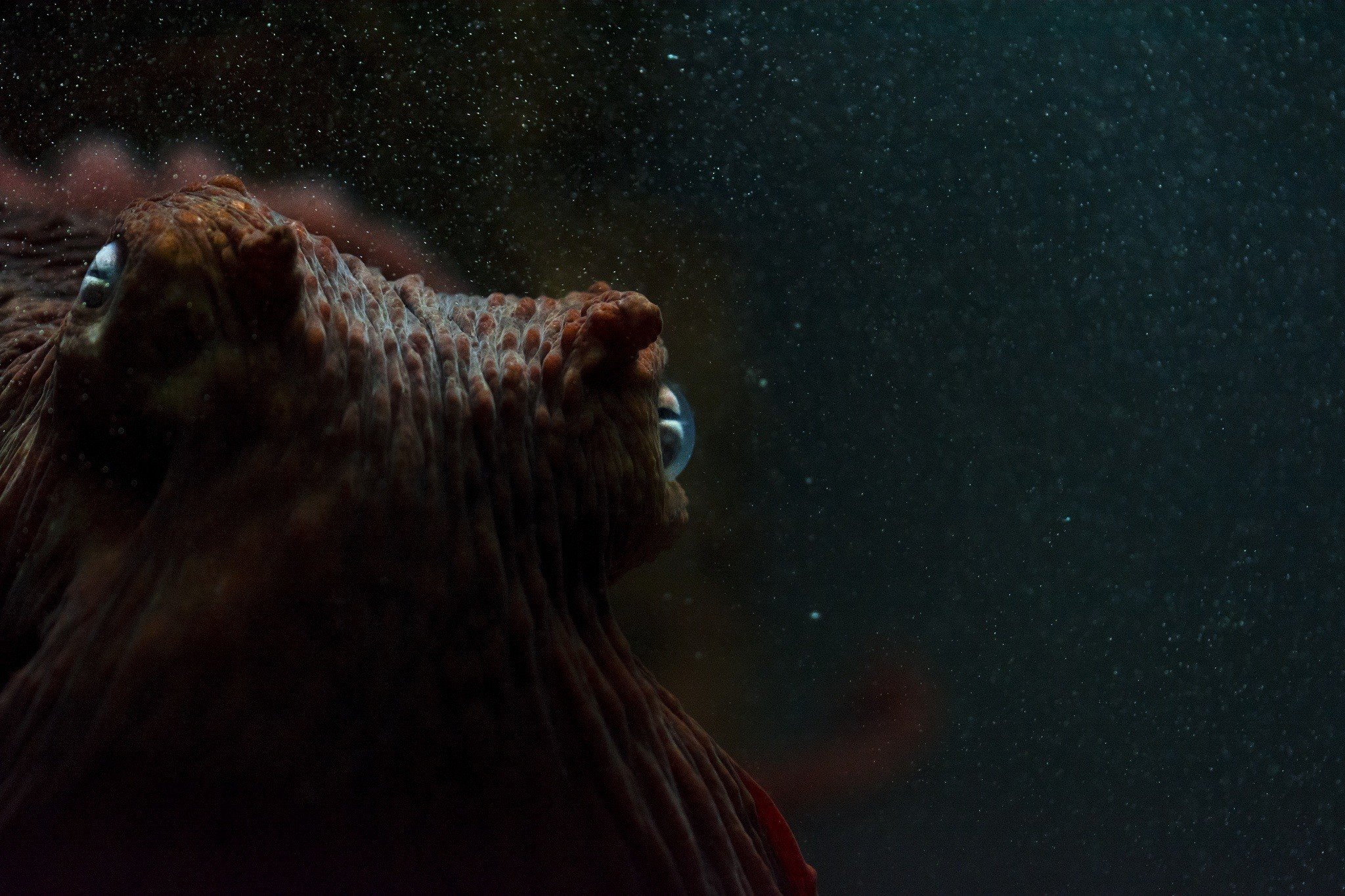 octopus, Underwater Wallpaper