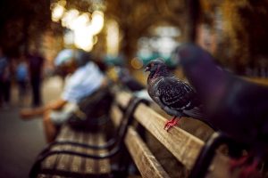urban, City, Birds, Pigeons