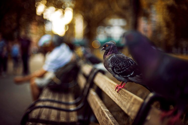 urban, City, Birds, Pigeons HD Wallpaper Desktop Background