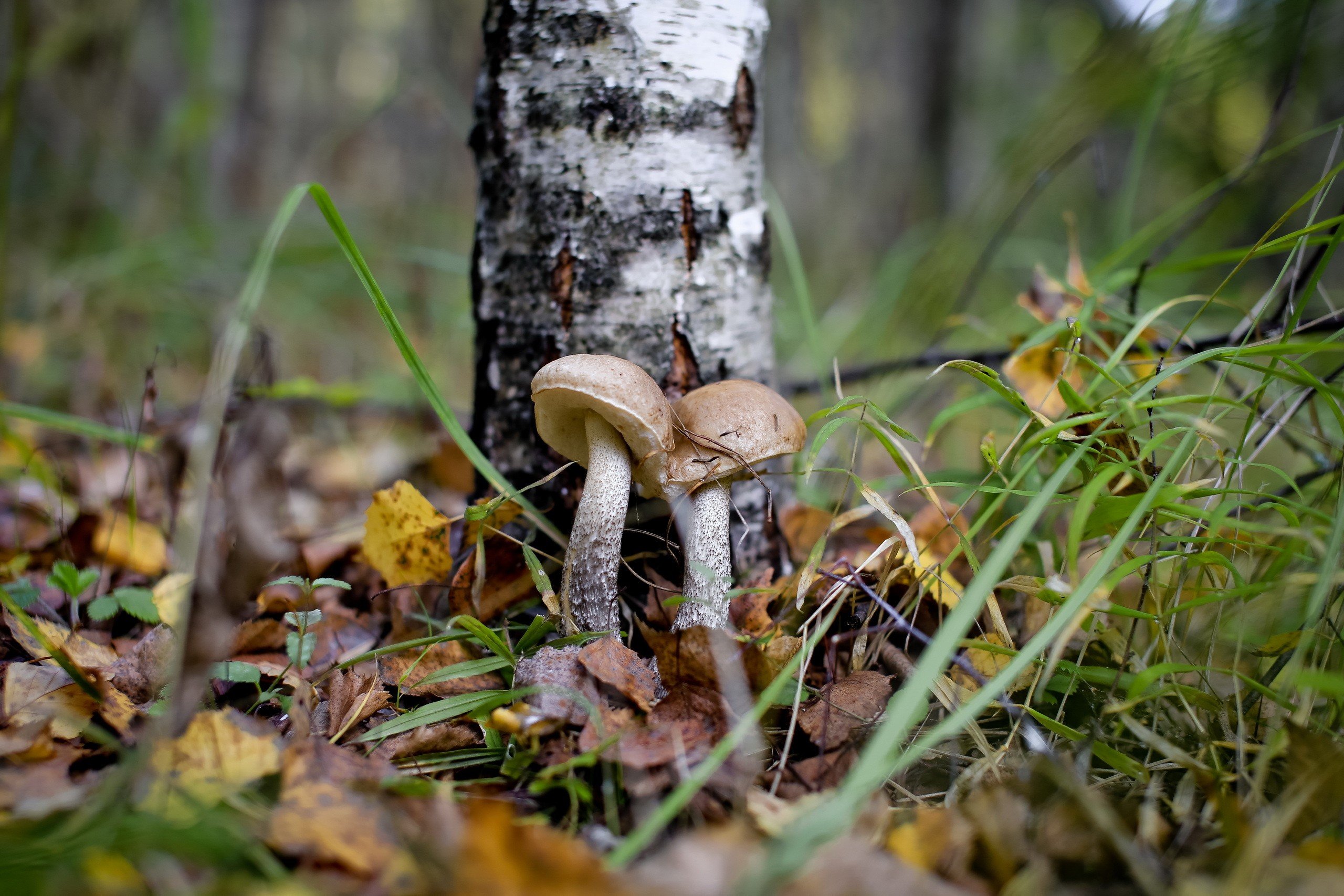 mushroom Wallpaper