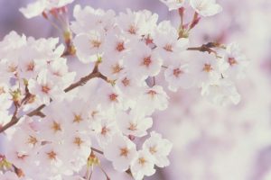 cherry blossom, Trees