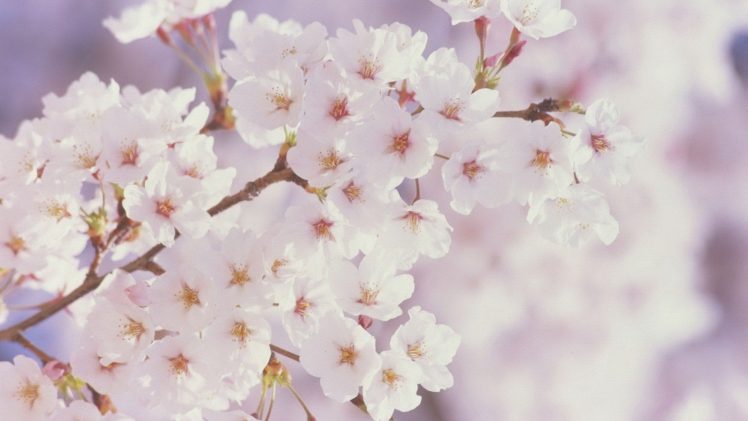 cherry blossom, Trees HD Wallpaper Desktop Background