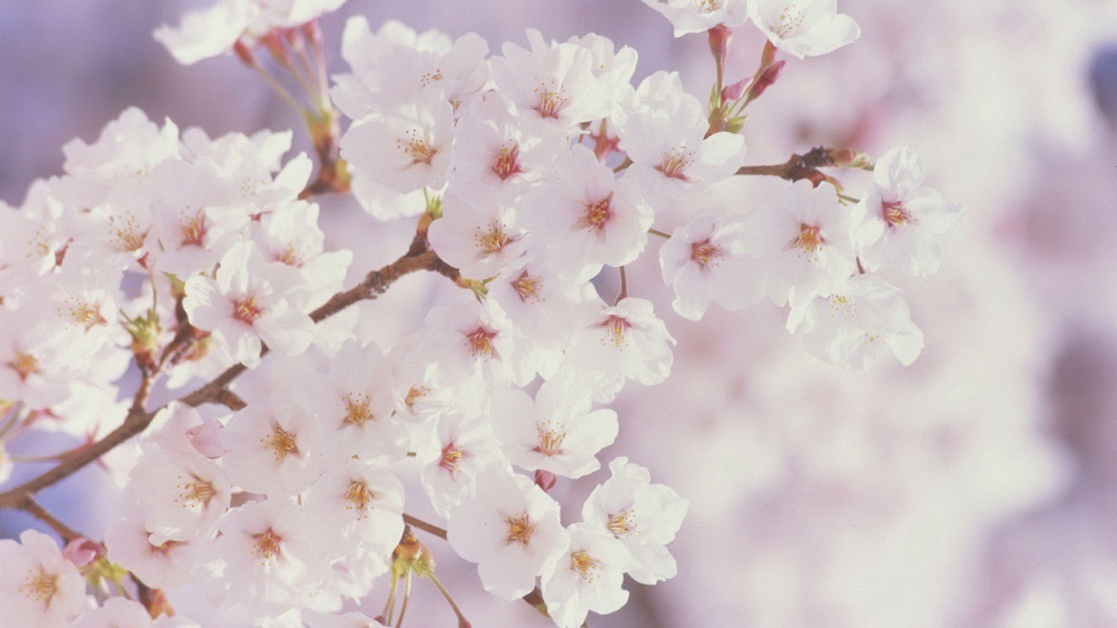 cherry blossom, Trees Wallpaper
