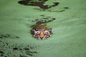 photography, Tiger, Swimming