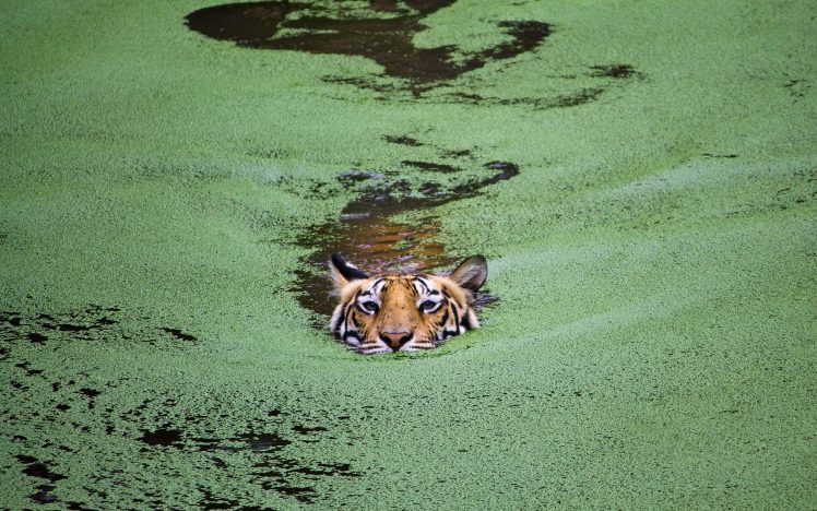 photography, Tiger, Swimming HD Wallpaper Desktop Background