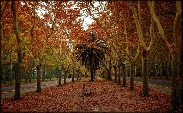 palm trees, Uruguay HD Wallpaper Desktop Background