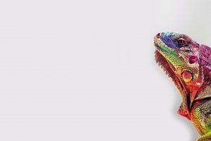 lizards, Colorful, White background, Iguana