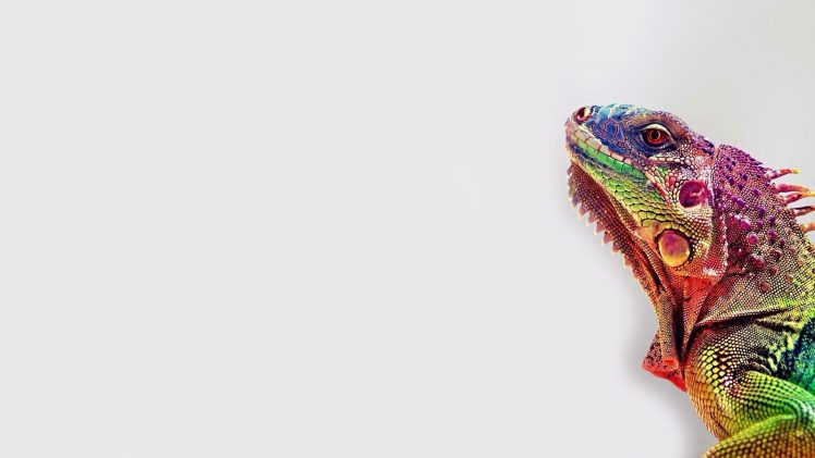 lizards, Colorful, White background, Iguana HD Wallpaper Desktop Background