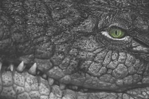 green eyes, Reptiles, Crocodiles, Selective coloring, Fangs