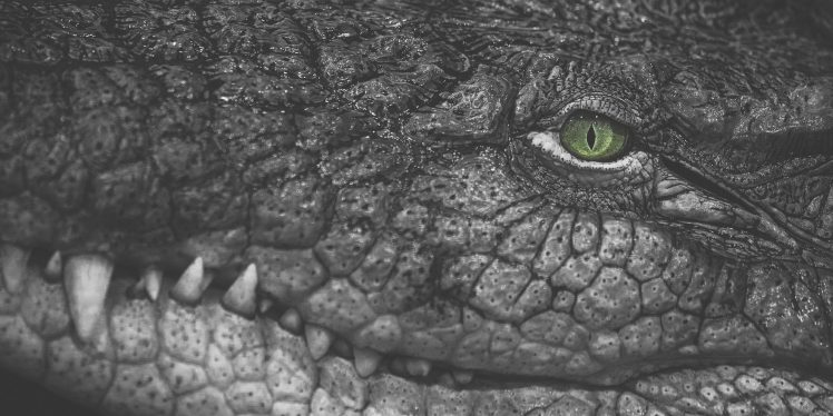 green eyes, Reptiles, Crocodiles, Selective coloring, Fangs HD Wallpaper Desktop Background