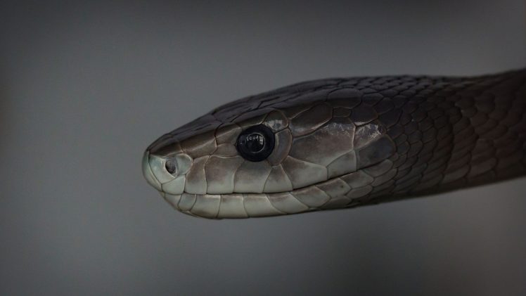 reptiles, Snake, Mamba HD Wallpaper Desktop Background