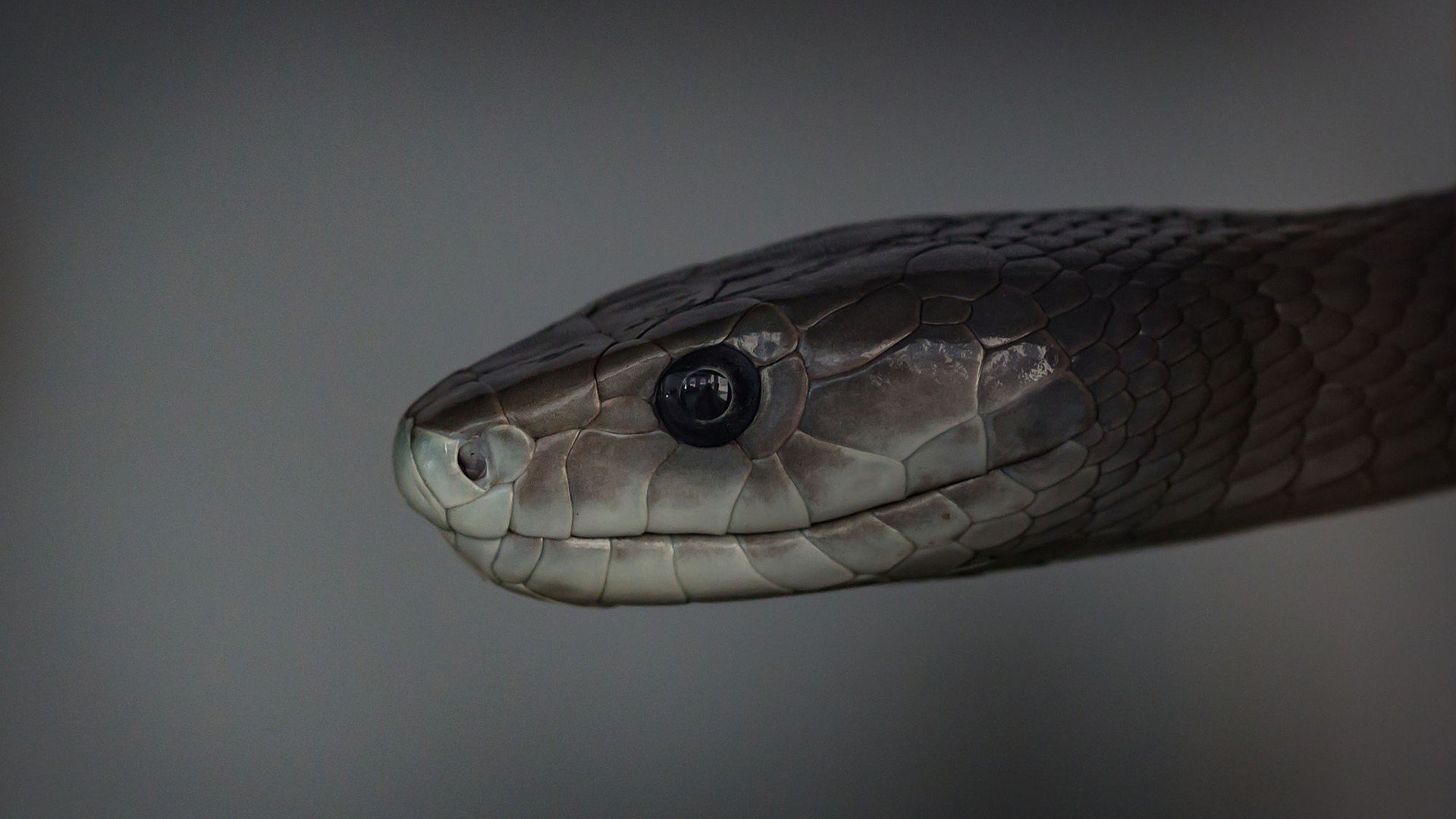 reptiles, Snake, Mamba Wallpaper