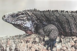 reptiles, Iguana