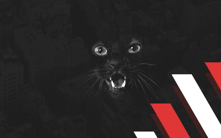 open mouth, Cat, Black HD Wallpaper Desktop Background