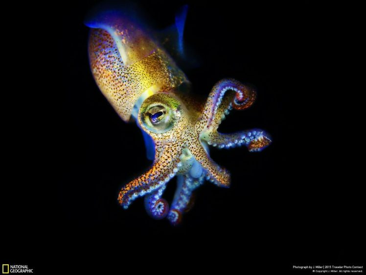 wildlife HD Wallpaper Desktop Background