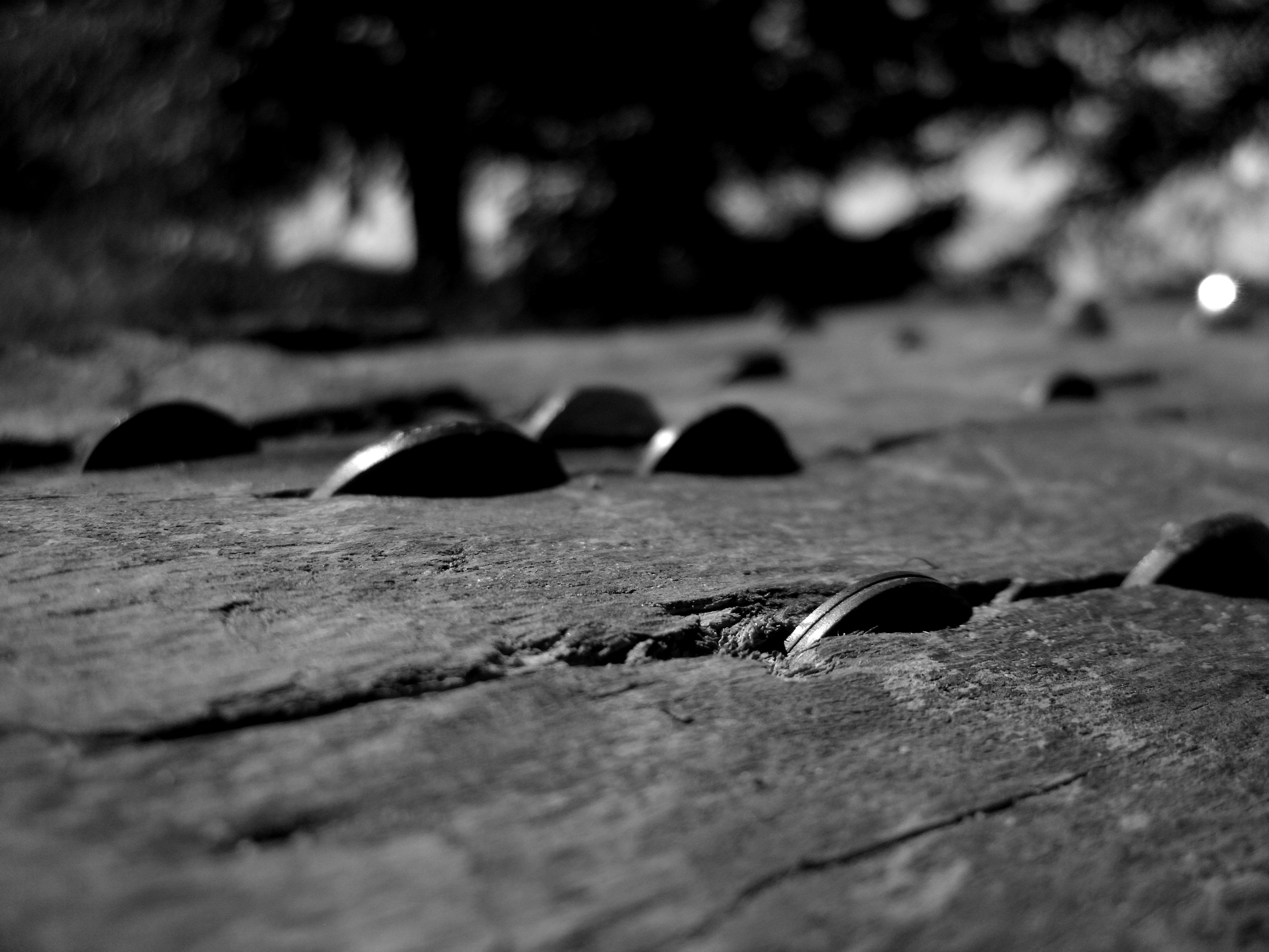 wooden surface, Photography, Trees, Monochrome, Money, Macro Wallpaper