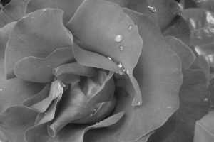 rose, Macro, Monochrome, Water drops, Photography