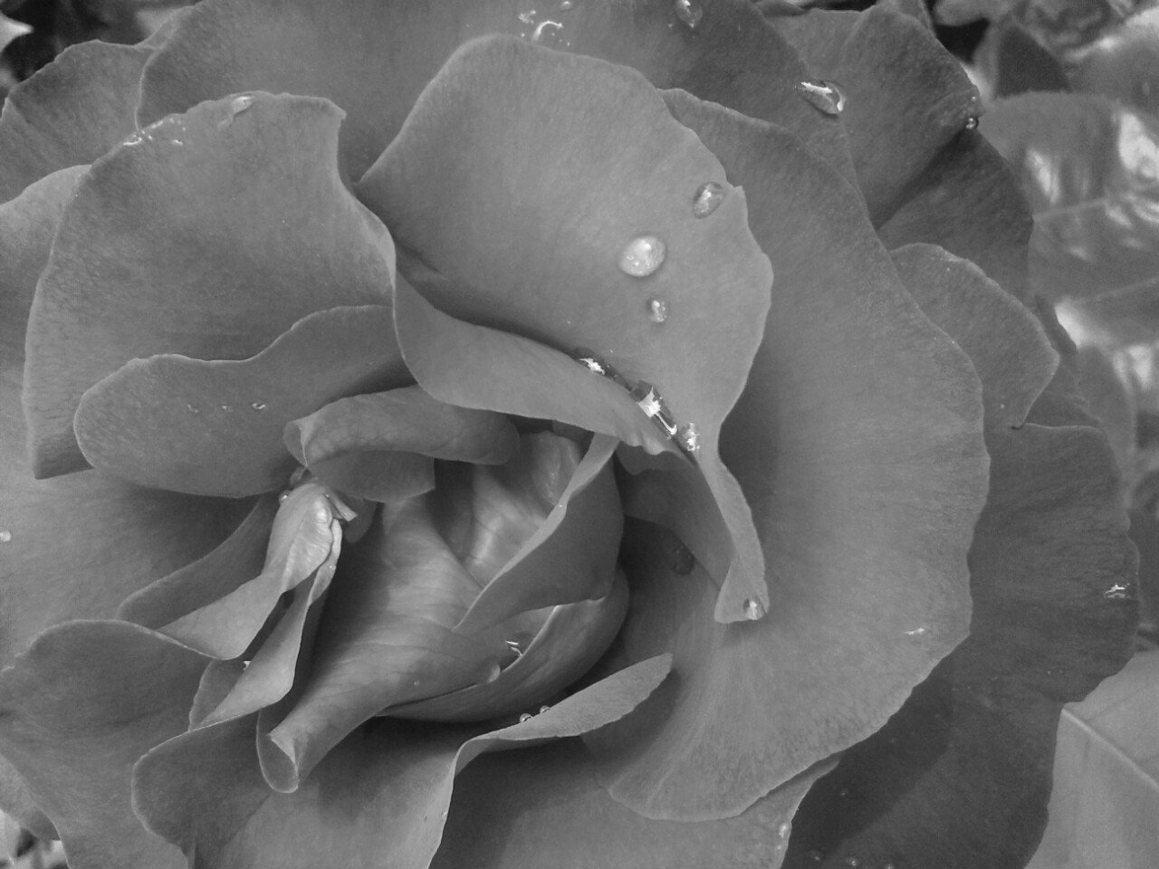 rose, Macro, Monochrome, Water drops, Photography Wallpaper