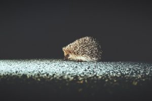 hedgehog, Wildlife