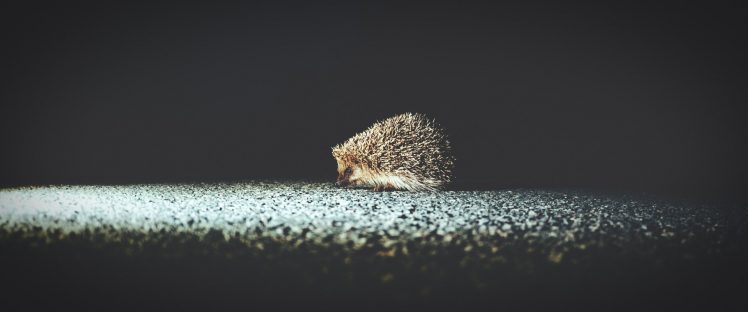 hedgehog, Wildlife HD Wallpaper Desktop Background