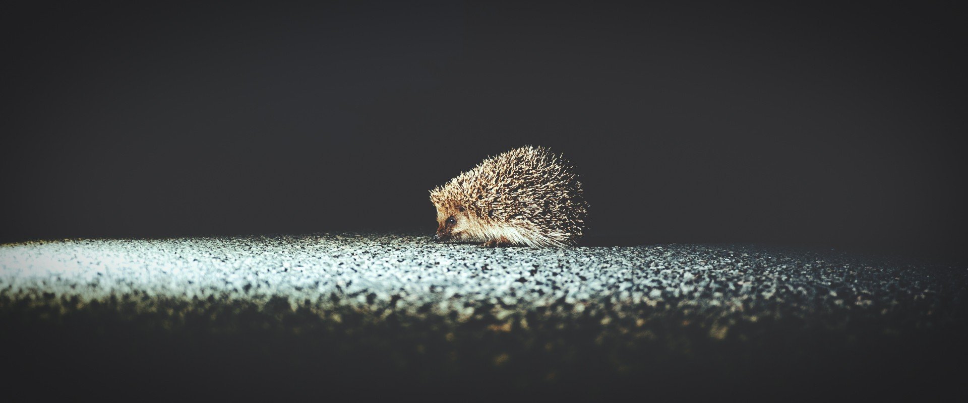 hedgehog, Wildlife Wallpaper