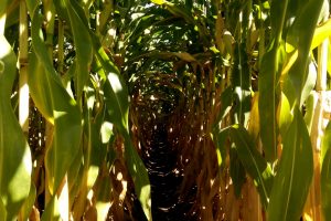 cornfield, Farm, Tunnel, Corn