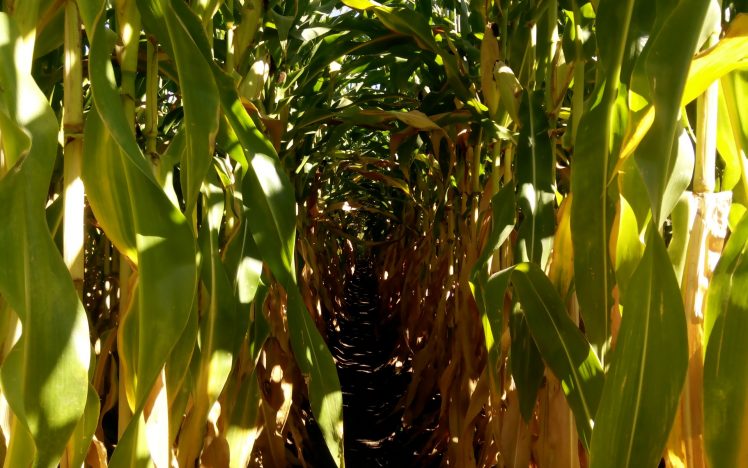 cornfield, Farm, Tunnel, Corn HD Wallpaper Desktop Background