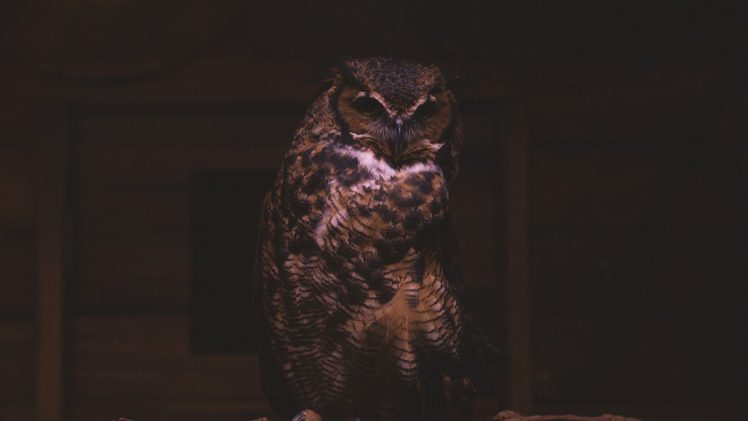 birds, Owl HD Wallpaper Desktop Background