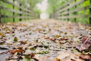 photography, Fall, Leaves, Depth of field