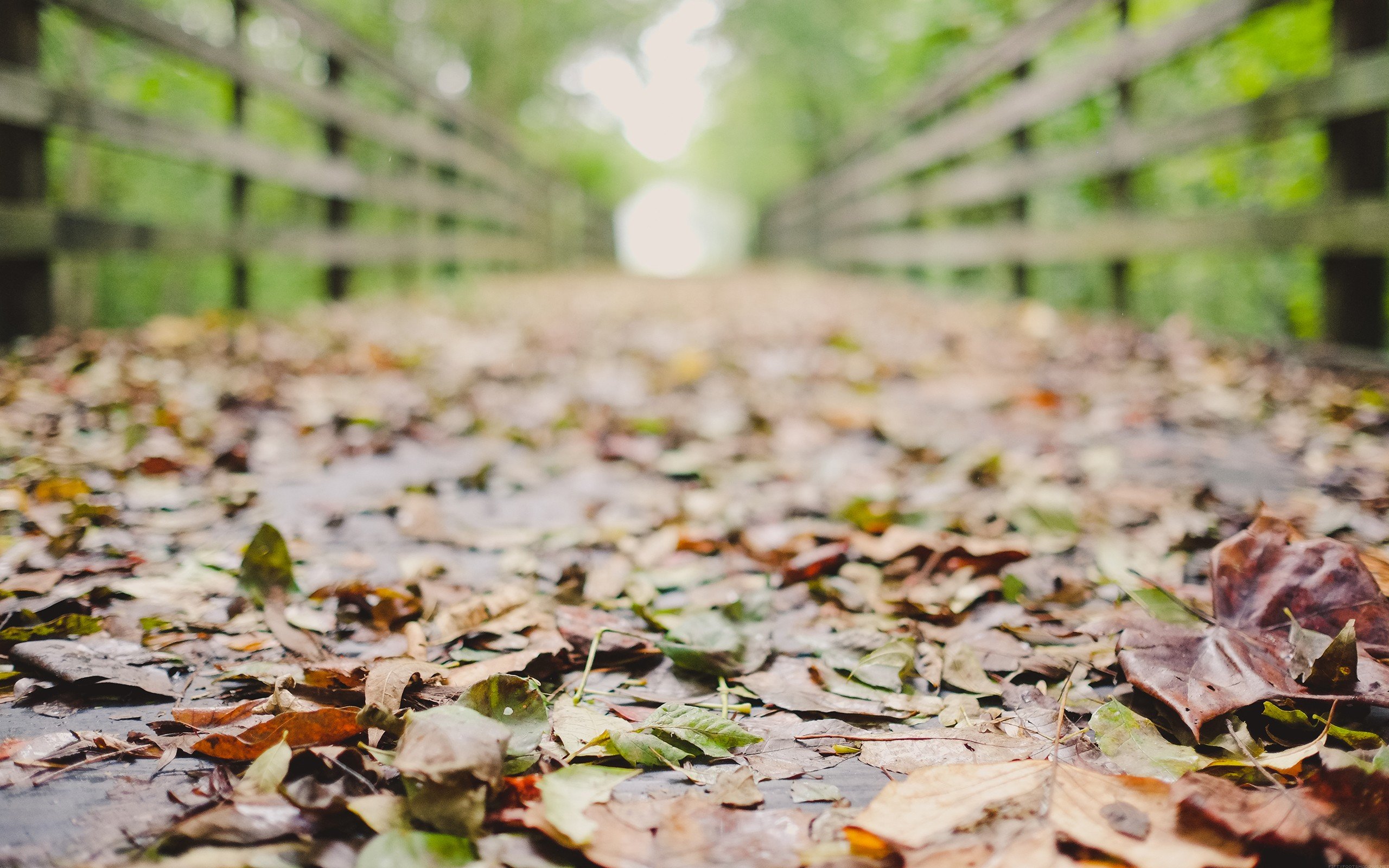 photography, Fall, Leaves, Depth of field Wallpaper