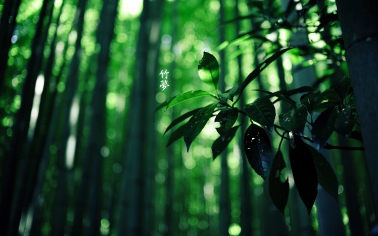wood, Bamboo, Japan, Leaves HD Wallpaper Desktop Background