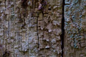 wood, Texture, Photography, Macro