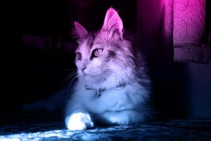 cat, Neon