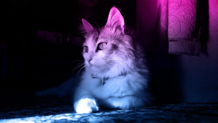cat, Neon HD Wallpaper Desktop Background