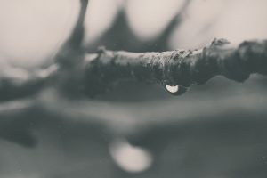 water drops, Macro, Branch, Monochrome, Calm