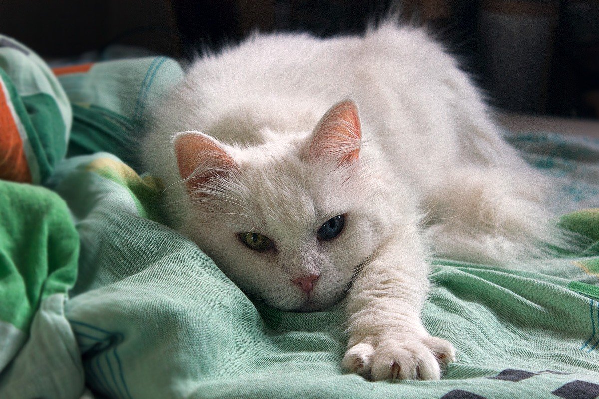 cat, Heterochromia Wallpaper