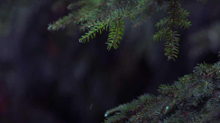 photography, Pine trees, Trees, Leaves, Rain HD Wallpaper Desktop Background