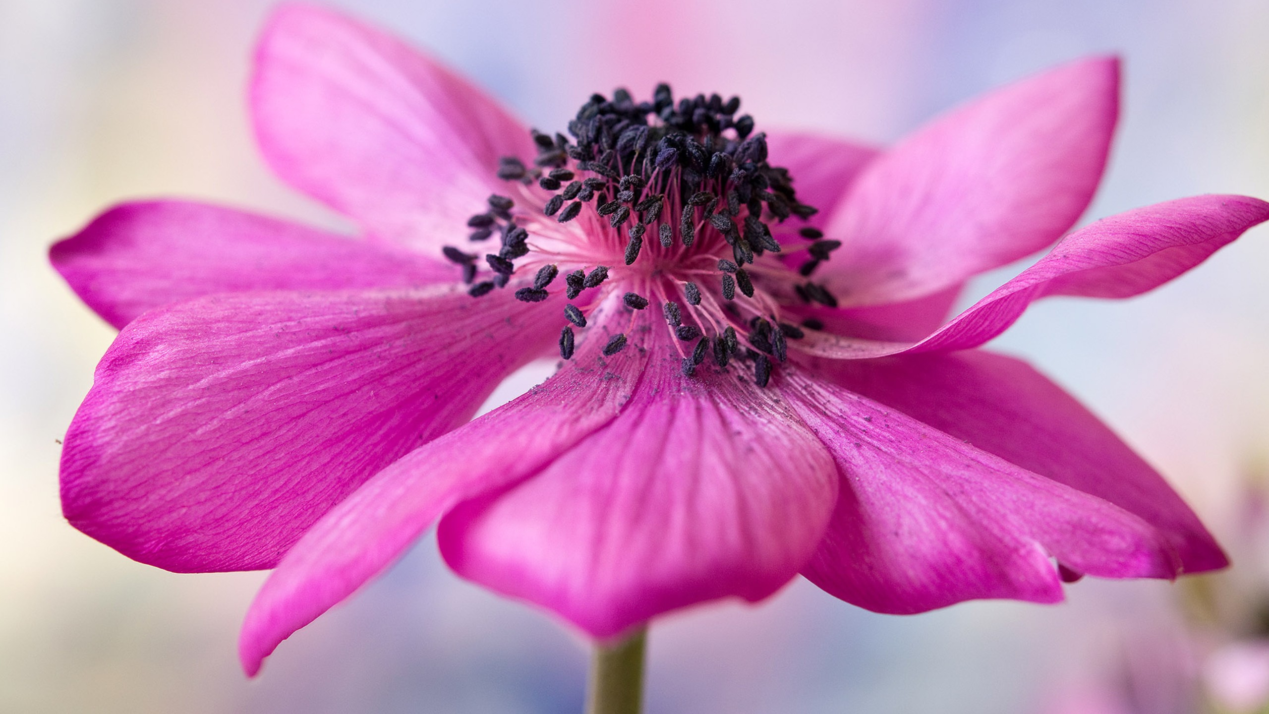macro, Pink Wallpaper