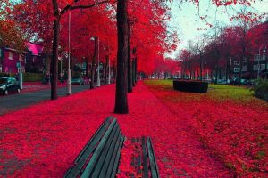 bench, Red, Trees