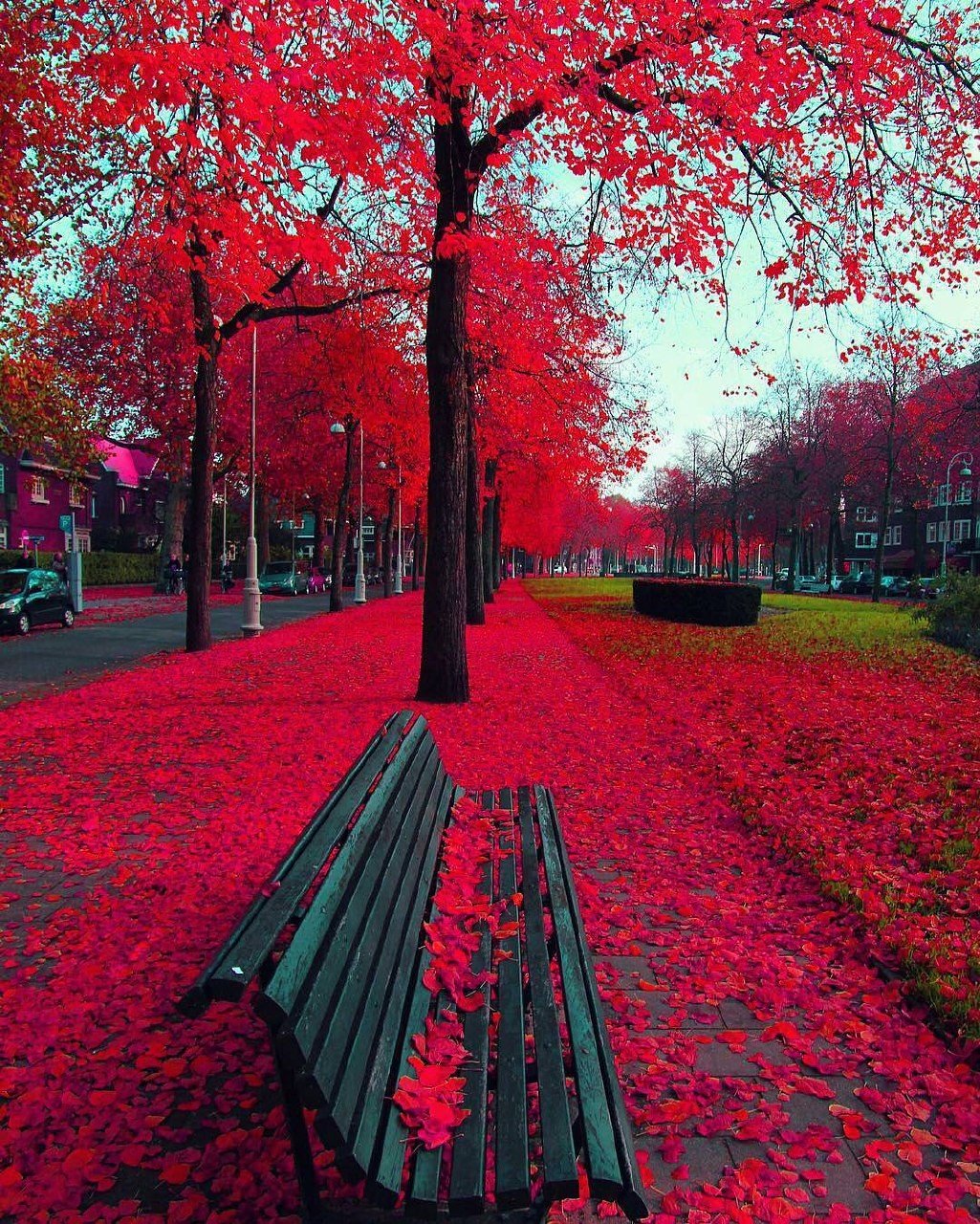 bench, Red, Trees Wallpaper