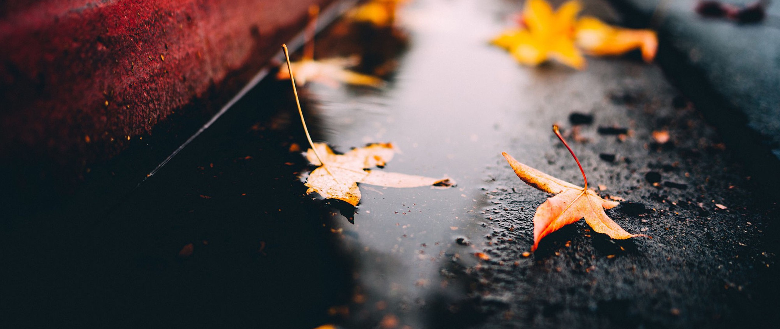 скамейка лист осень дождь загрузить
